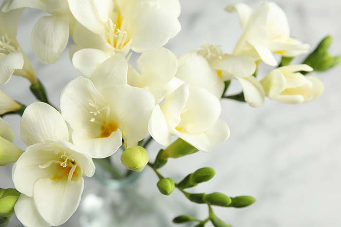 Luscious Freesia